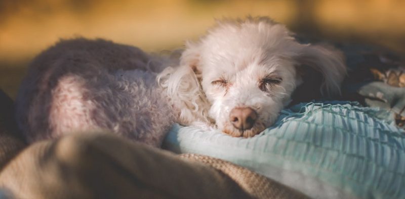 pia alvero - asesoría_0001_6